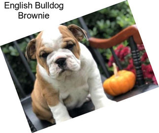 English Bulldog Brownie