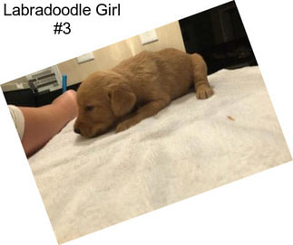 Labradoodle Girl #3