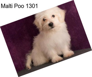 Malti Poo 1301