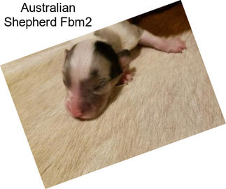Australian Shepherd Fbm2