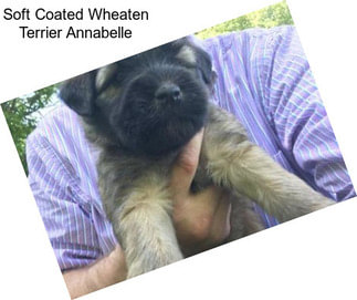 Soft Coated Wheaten Terrier Annabelle