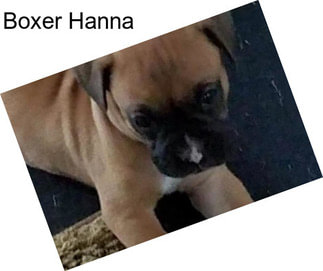 Boxer Hanna