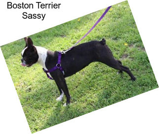 Boston Terrier Sassy