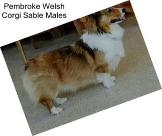 Pembroke Welsh Corgi Sable Males