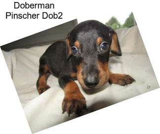 Doberman Pinscher Dob2