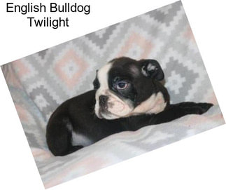 English Bulldog Twilight