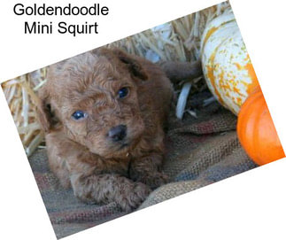 Goldendoodle Mini Squirt