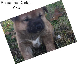 Shiba Inu Darla - Akc