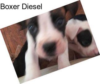 Boxer Diesel