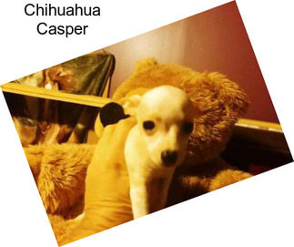 Chihuahua Casper