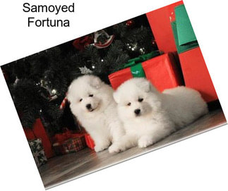 Samoyed Fortuna