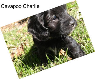 Cavapoo Charlie