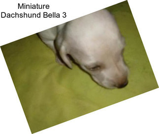 Miniature Dachshund Bella 3