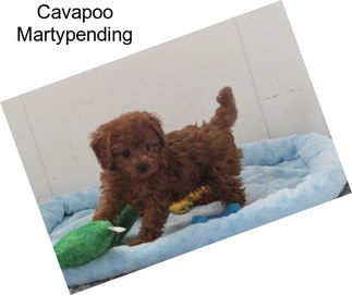 Cavapoo Martypending