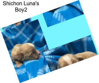 Shichon Luna\'s Boy2