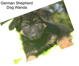 German Shepherd Dog Wanda