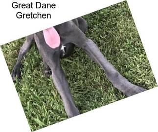 Great Dane Gretchen