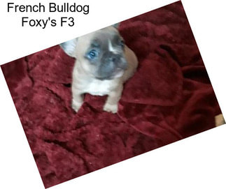 French Bulldog Foxy\'s F3