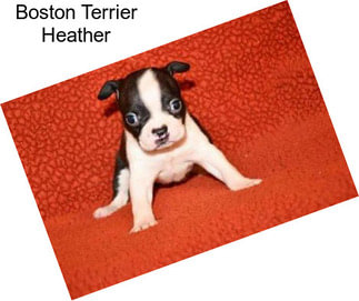 Boston Terrier Heather