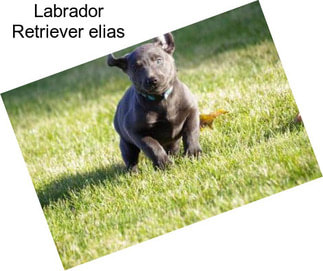 Labrador Retriever \
