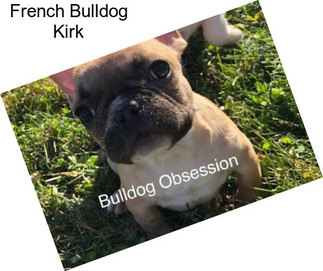 French Bulldog Kirk