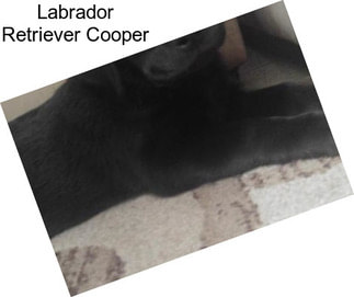 Labrador Retriever Cooper