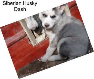 Siberian Husky Dash