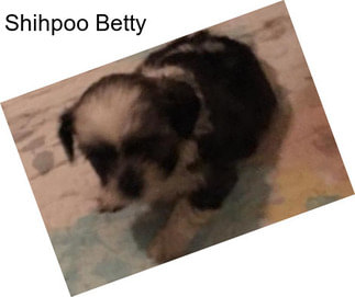 Shihpoo Betty