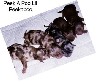 Peek A Poo Lil Peekapoo