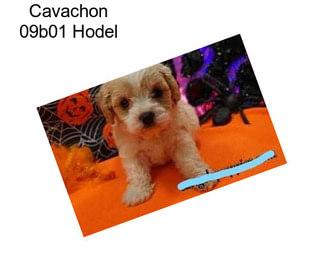 Cavachon 09b01 Hodel