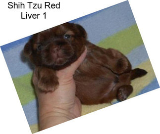 Shih Tzu Red Liver 1