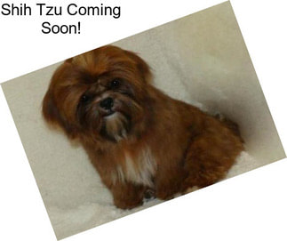 Shih Tzu Coming Soon!