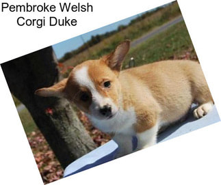 Pembroke Welsh Corgi Duke