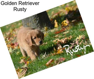 Golden Retriever Rusty