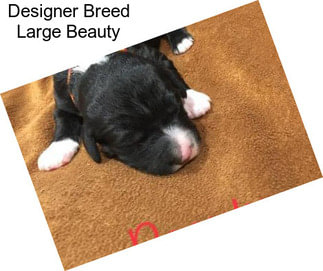 Designer Breed Large Beauty