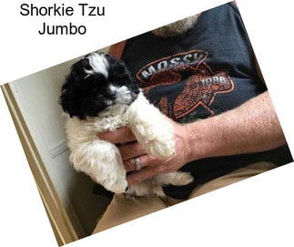 Shorkie Tzu Jumbo