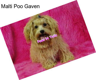 Malti Poo Gaven