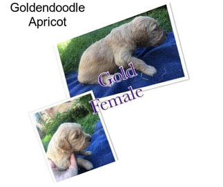 Goldendoodle Apricot