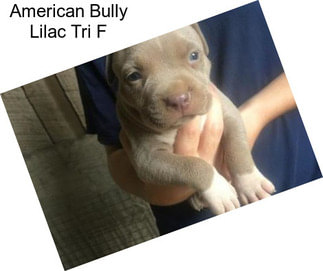 American Bully Lilac Tri F