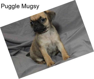 Puggle Mugsy