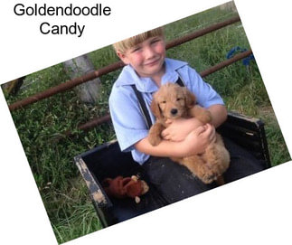 Goldendoodle Candy