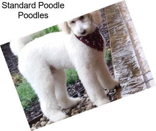 Standard Poodle Poodles