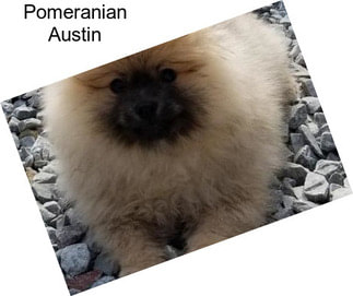 Pomeranian Austin