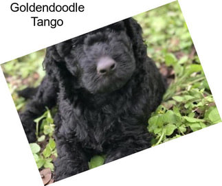 Goldendoodle Tango