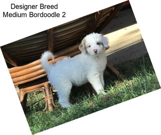 Designer Breed Medium Bordoodle 2