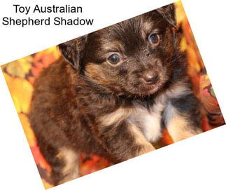 Toy Australian Shepherd Shadow