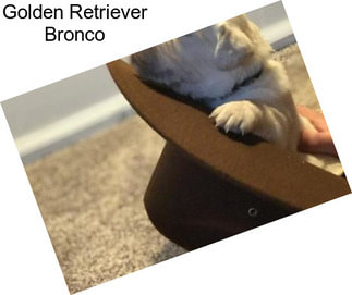 Golden Retriever Bronco
