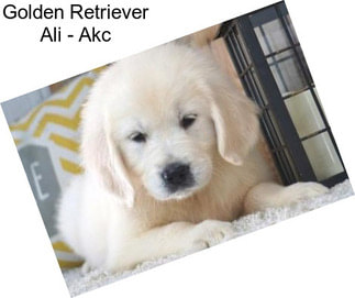 Golden Retriever Ali - Akc