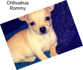 Chihuahua Rommy