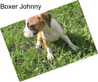 Boxer Johnny